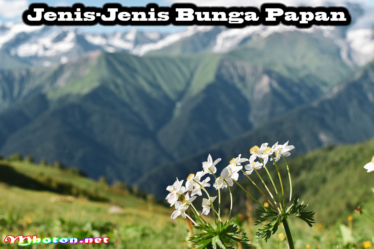 Jenis-Jenis Bunga Papan