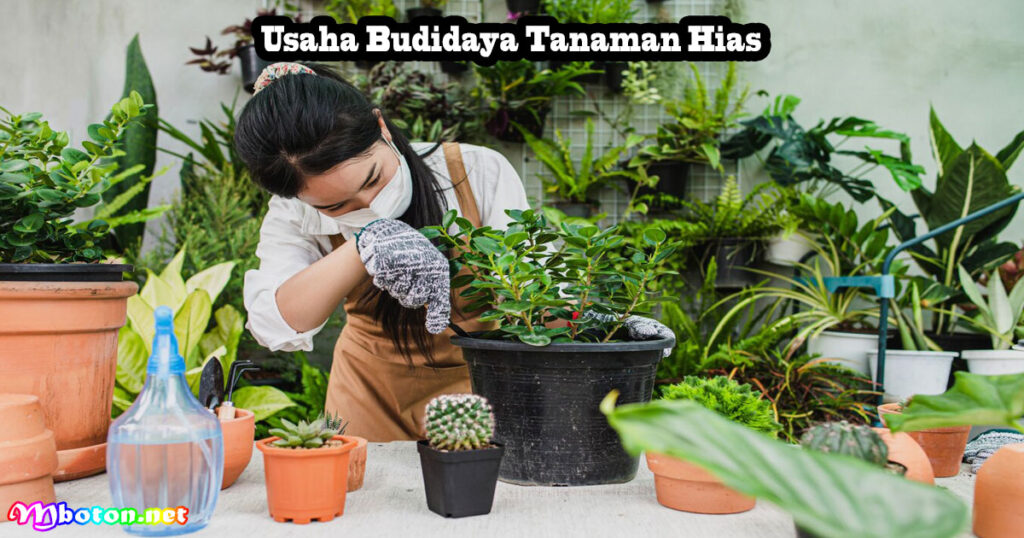 7 Peluang Contoh Wirausaha Modal Kecil Potensial 2 Usaha Budidaya Tanaman Hias
