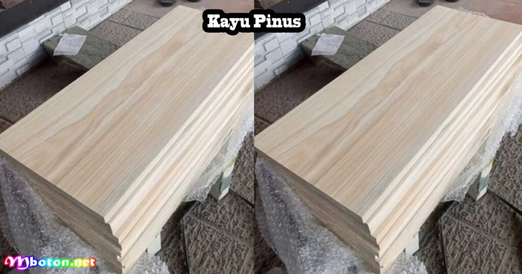 Kayu Pinus